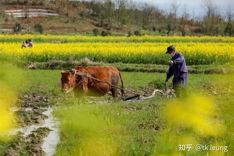 农村俗语：“鸡猴年，泪涟涟；牛马年，笑开颜”，是啥意思？