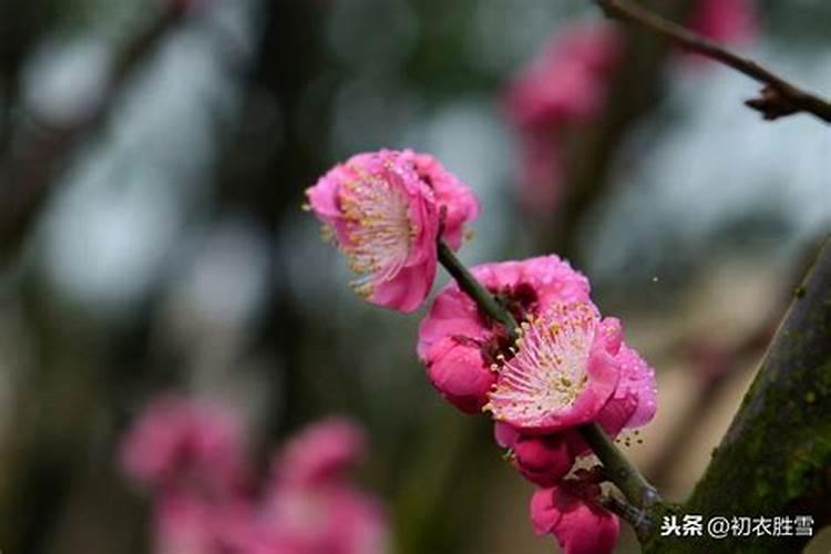 腊月花有几种