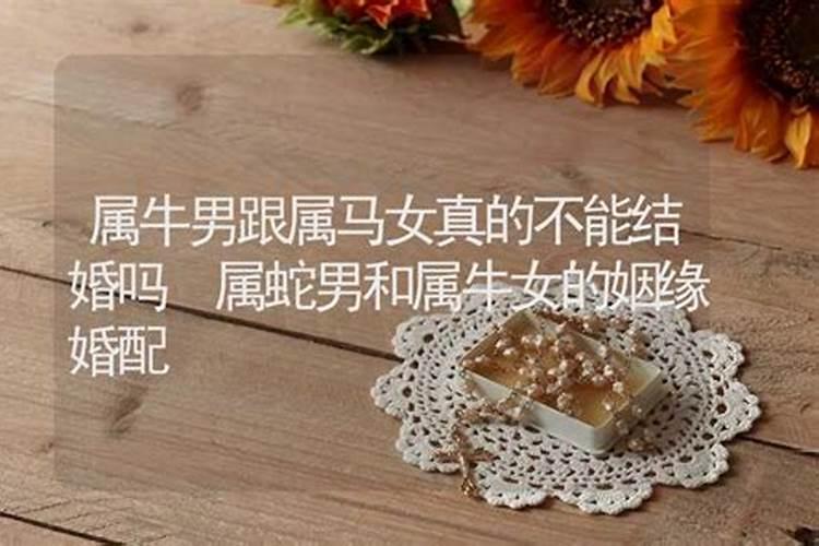 属蛇能和属马结婚吗