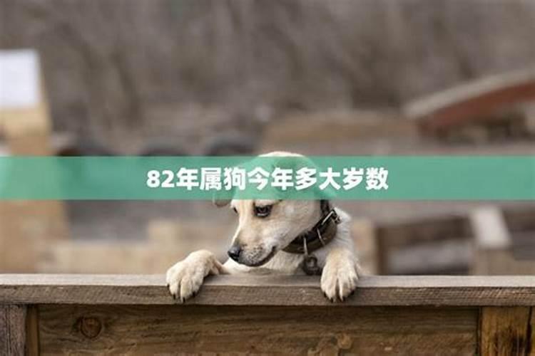 属狗的82年今年多大