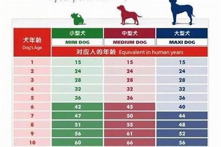 属狗生肖岁数年龄表