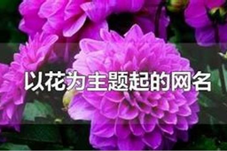 关于花的名字两个字