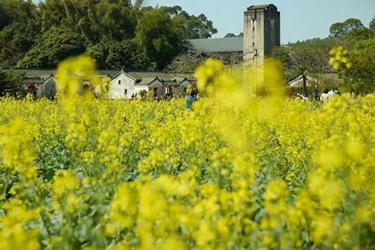 深圳清明节去哪里踏青好一点