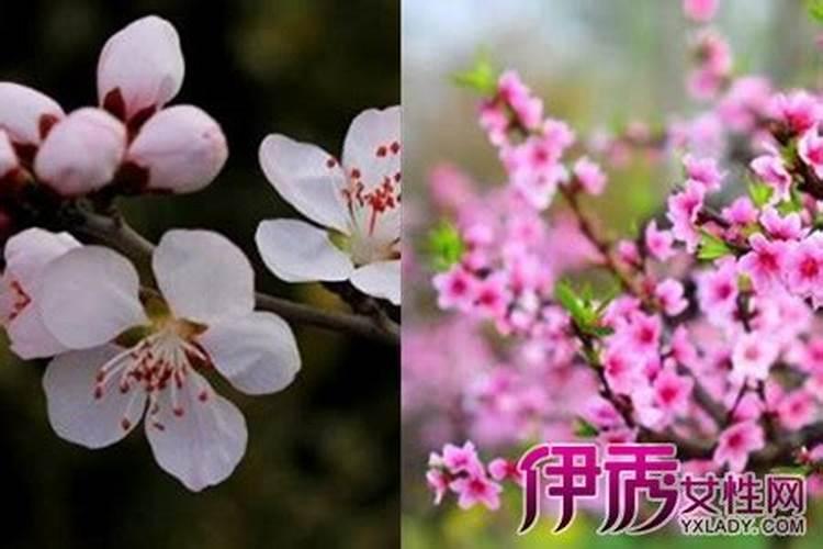 难逃桃花劫的3个生肖