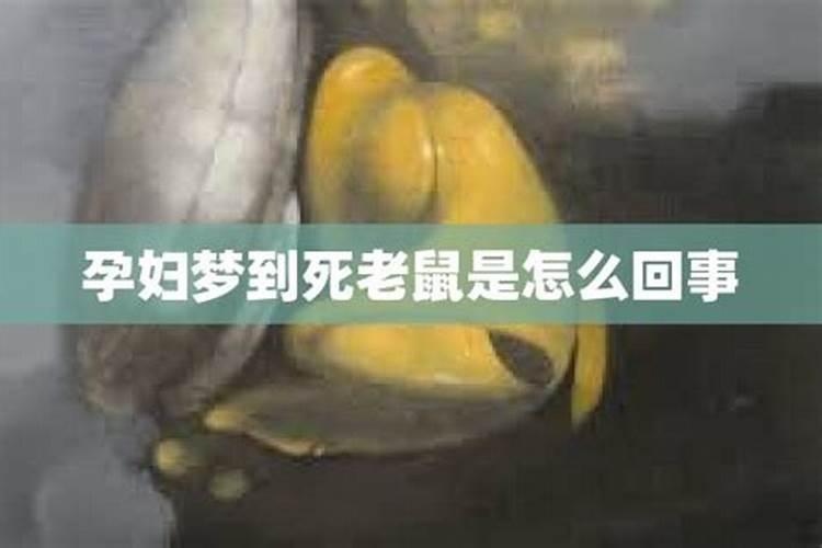 怀孕期间梦到老鼠是什么意思周公解梦