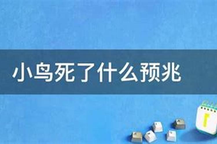 小鸟死了什么预兆？