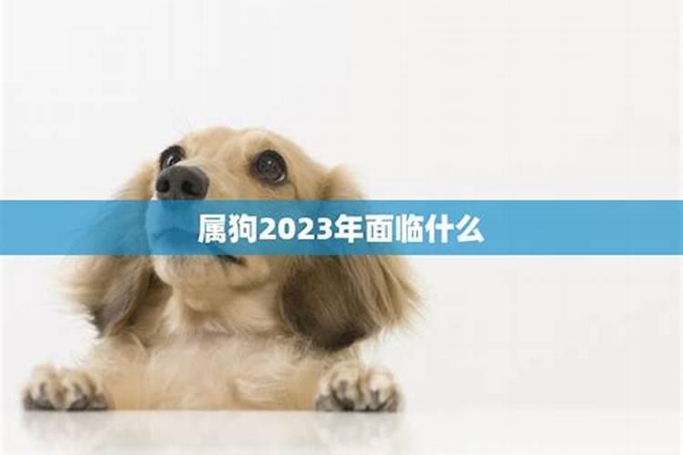 属狗2023年感情运势