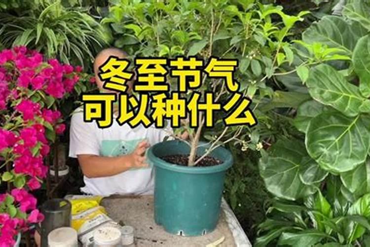 冬至节气有几种植物