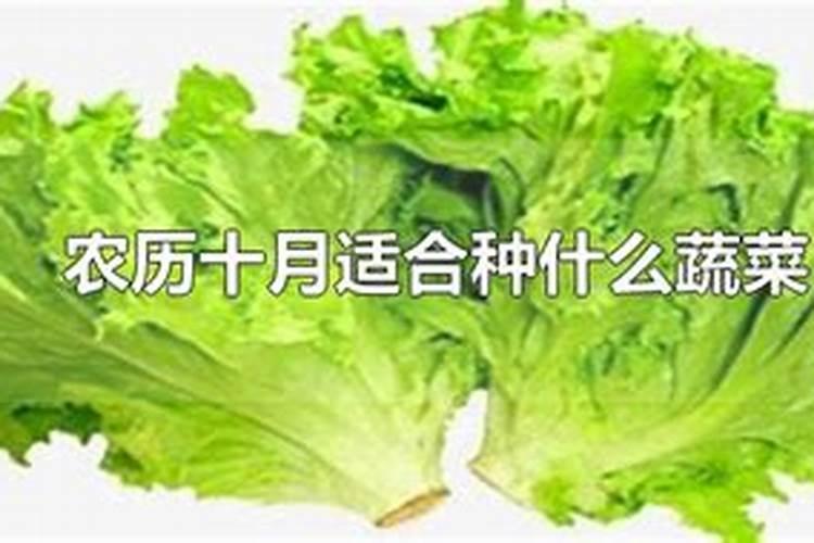 农历七月十五适合种什么菜