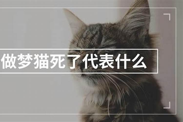 梦到死猫猫