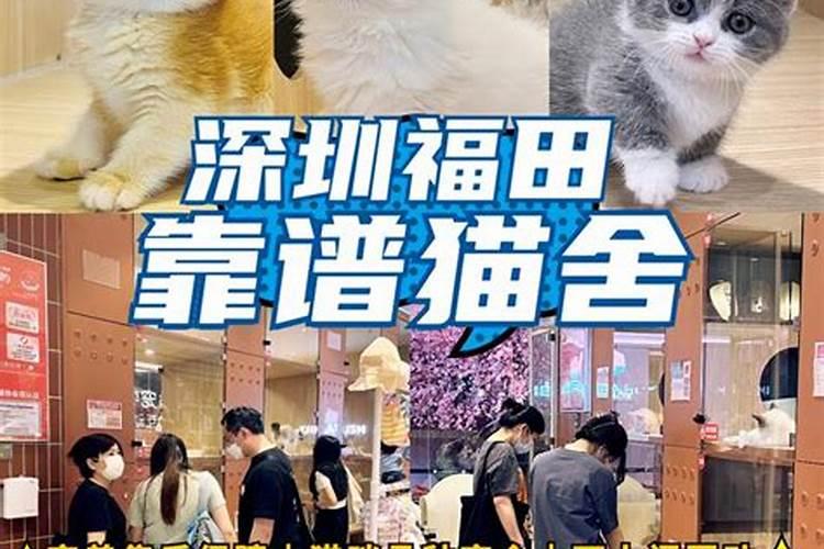 梦见一大堆死猫