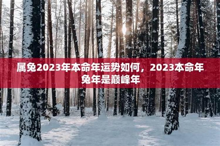 2023年本命年属兔运气怎么样？