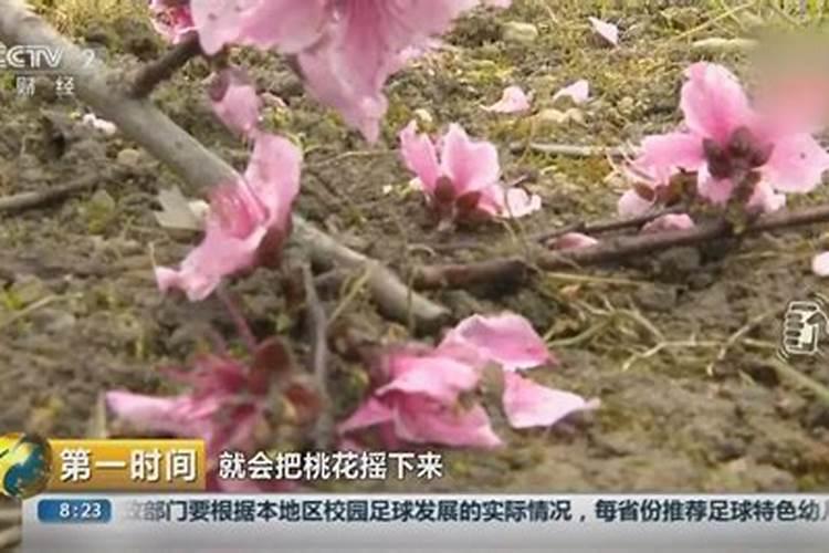 被斩桃花的人怎么恢复桃花？