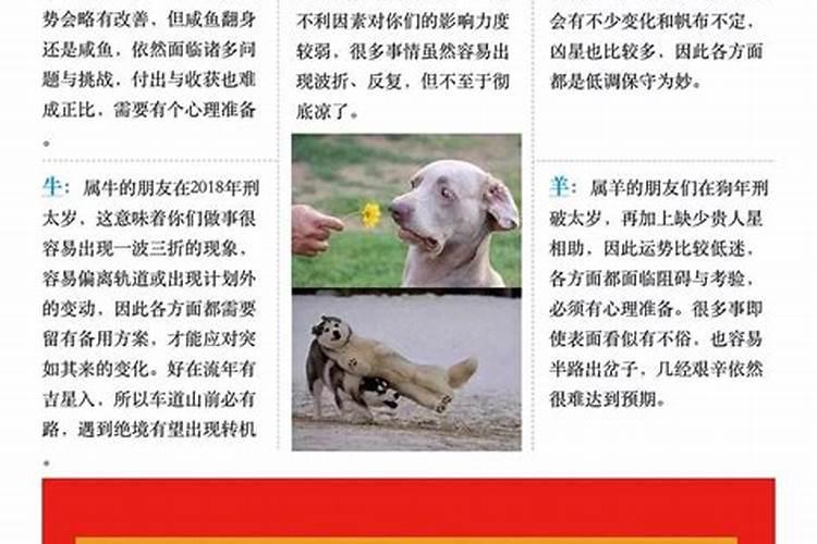 犯太岁可以戴玉吗