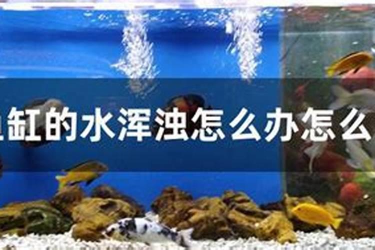 鱼缸的水浑浊怎么办怎么变清视频