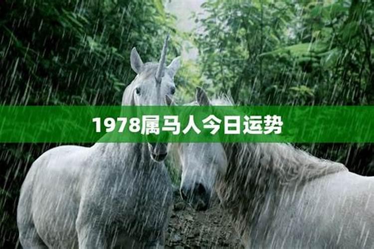 属马人2024年运气