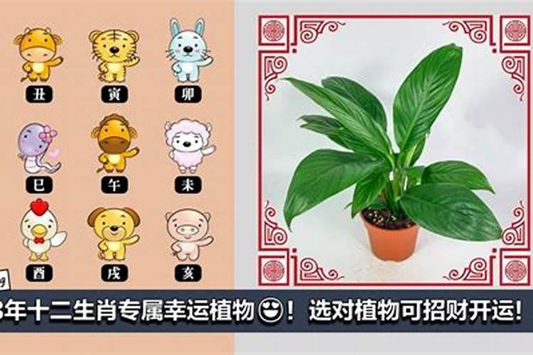 12生肖的幸运植物