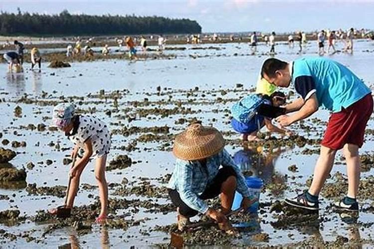 梦见赶海捡了好多虾