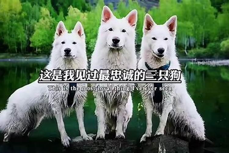 狗对主人最忠心猜一肖