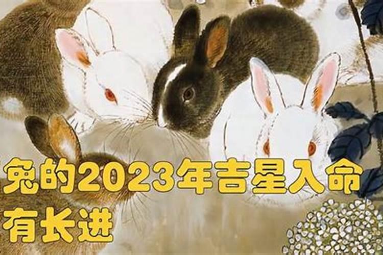 2023属兔好吗