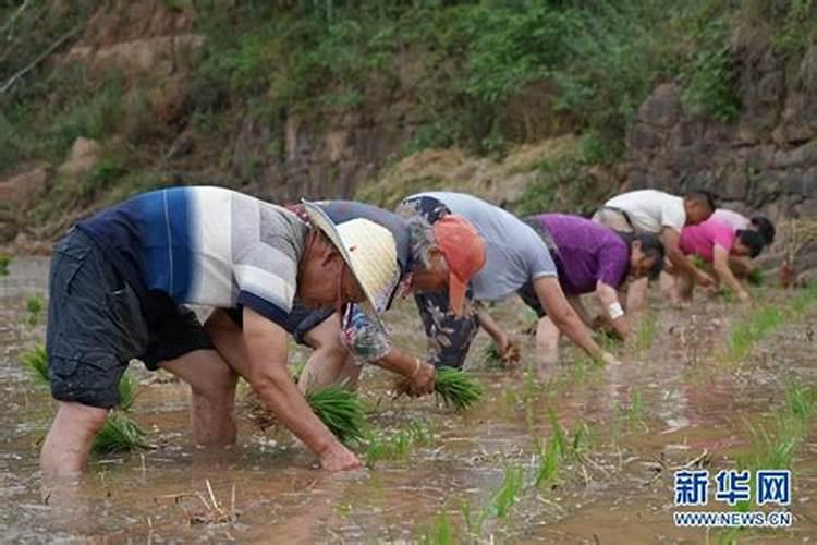 梦见死去的父亲在水田里插秧