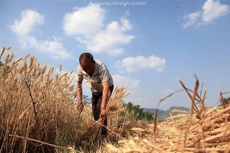 梦见别人家在收割菜籽什么意思