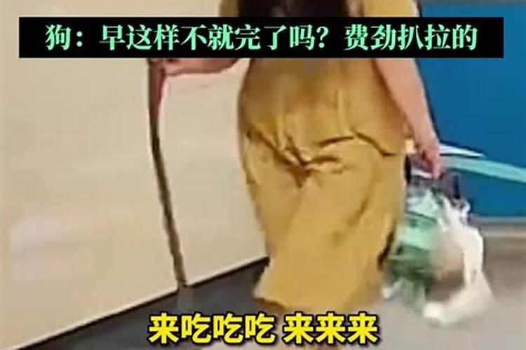 属羊的和猪的八字合吗