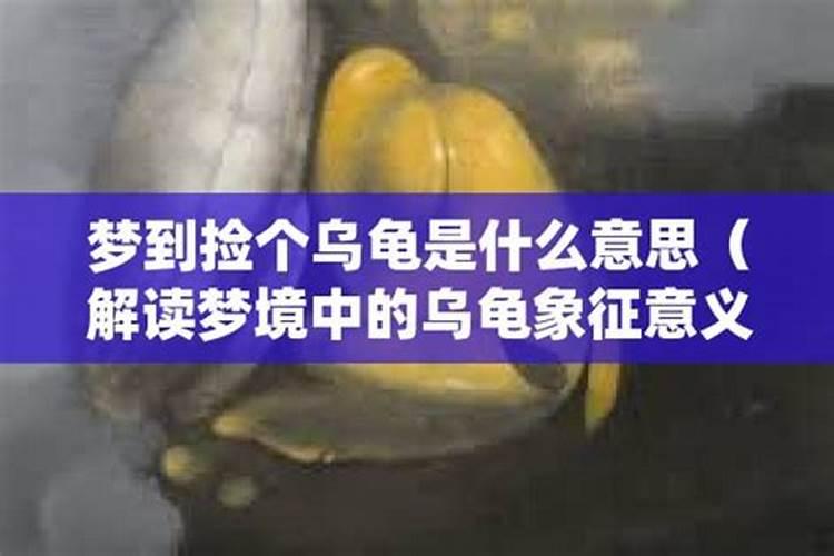 梦见捡到个乌龟是什么意思