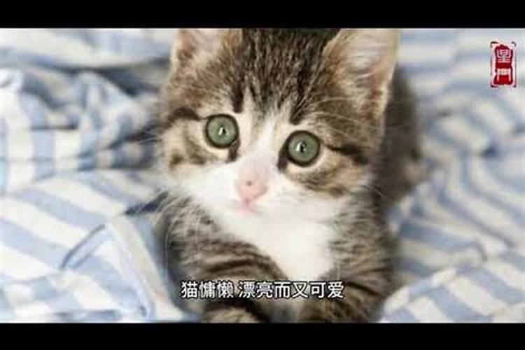 做梦梦见猫代表啥