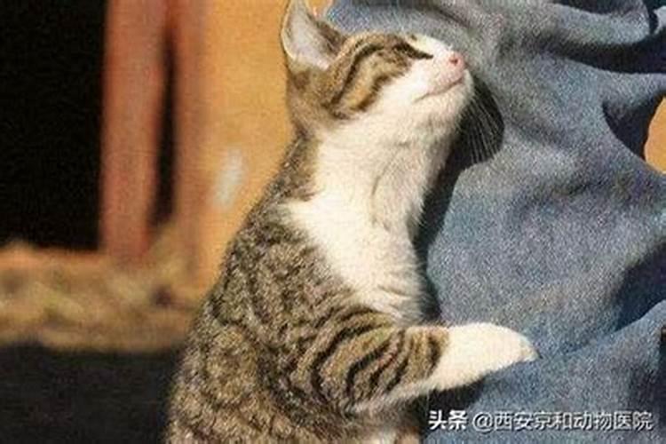 梦见很多小猫往身上扑来