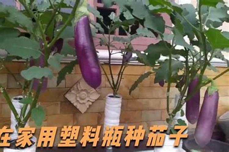 梦见别人家种出好几个大茄子什么意思