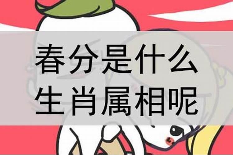 漂亮体贴是什么生肖动物