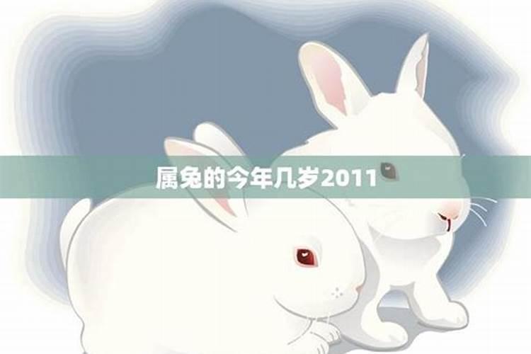 2011年属什么生肖兔多少岁