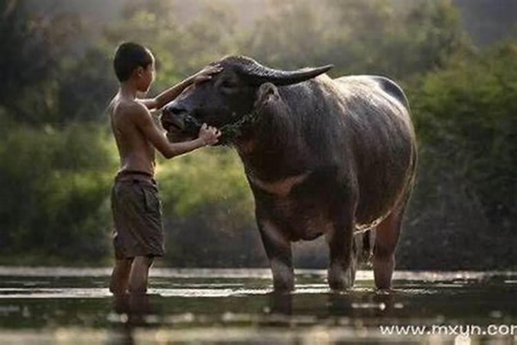 梦见牛生子什么意思