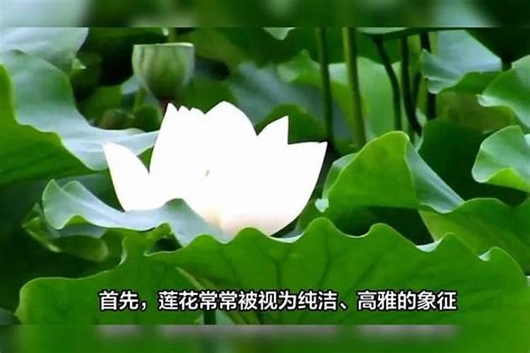 绿荷生出红莲花是什么生肖