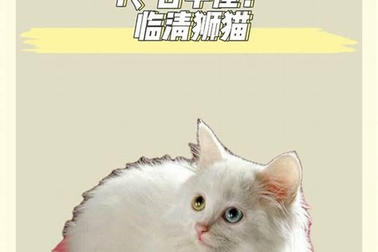 十二星座适合养什么动物猫