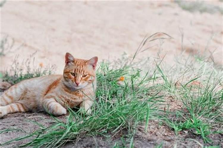 梦见猫怀孕了什么意思周公解梦女人生男孩