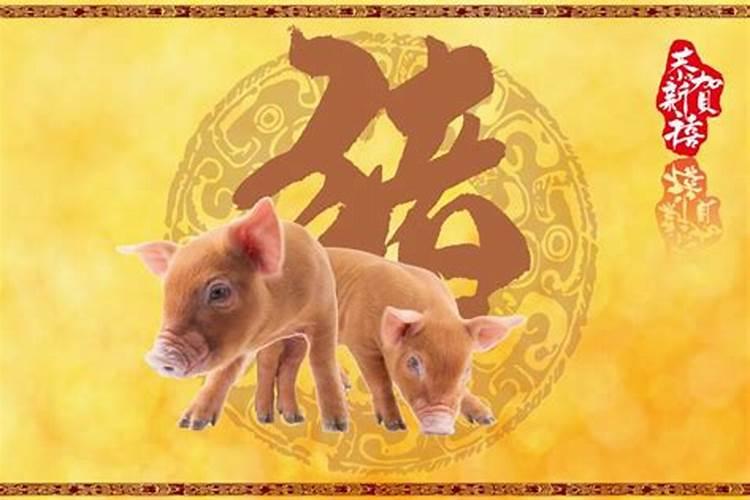 属狗和属猪今年运势如何样