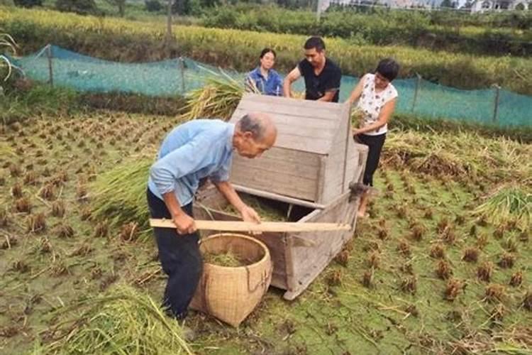 梦到自己打谷子是什么意思