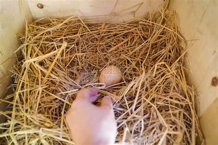 孕妇梦到去鸡窝里捡鸡蛋