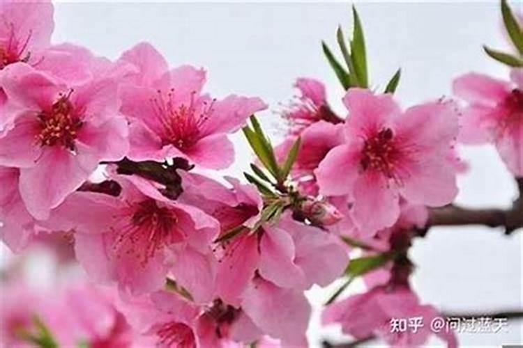 命里犯烂桃花怎么破