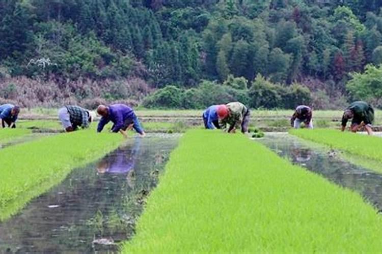 梦见别人拔秧苗好不好