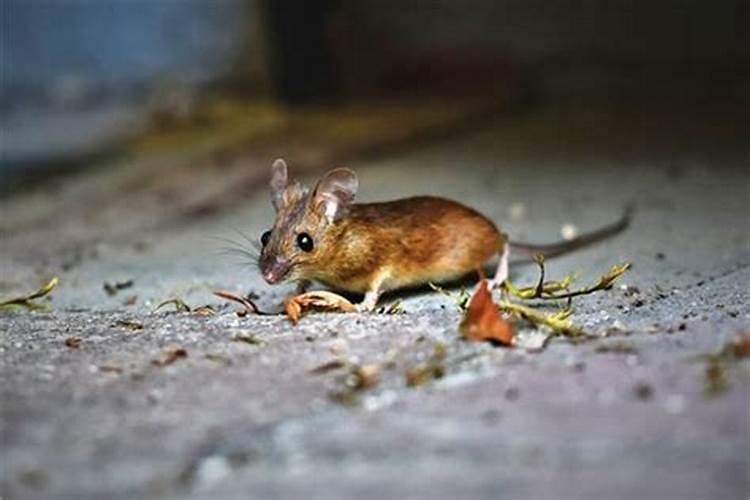 什么生肖能压住马鼠