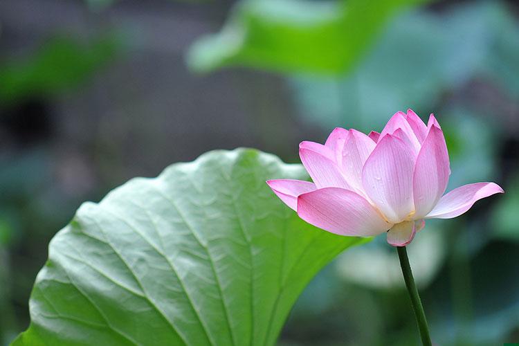 财神节阴历几号