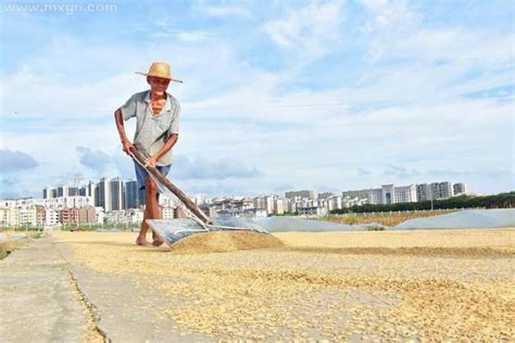 梦见地上好多谷穗是什么意思