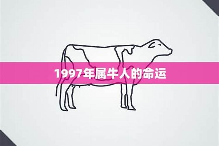 1997年属牛的运程