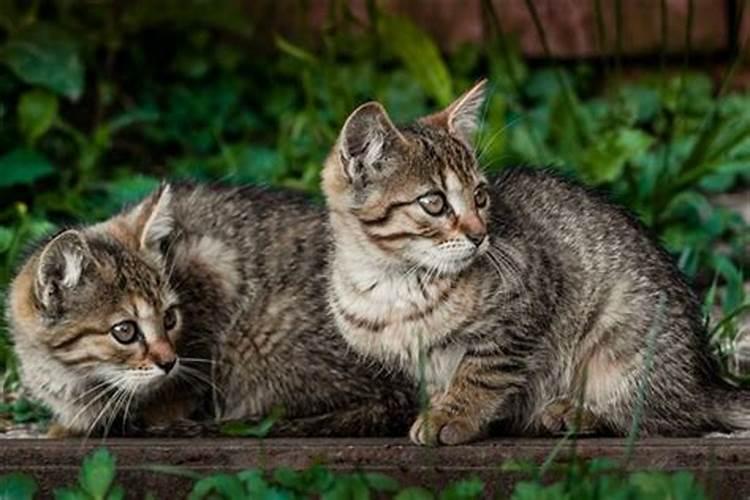 梦见猫生猫子什么预兆