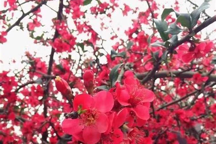 预测今年犯桃花运势