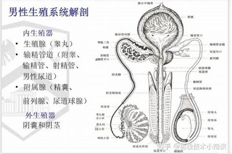 梦见男人生殖部位解梦