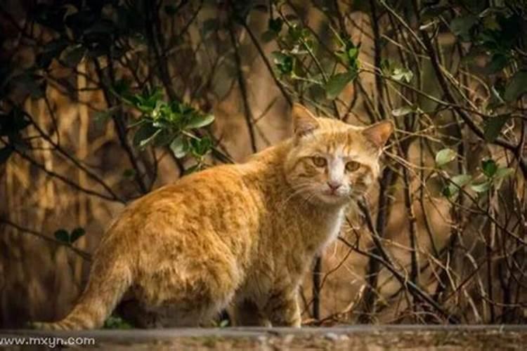 梦见猫害死家人是什么预兆解梦